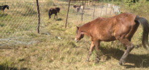 Pony Nature Preserve Begun