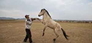 Manipuri Ponies and Origins of Polo